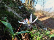 39 Erythronium dens-canis (Dente di cane)